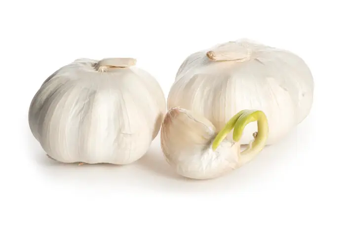 Garlic in high key