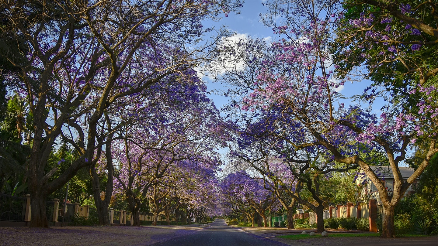 Galaxias Home Page, Jacaranda in Farrel St