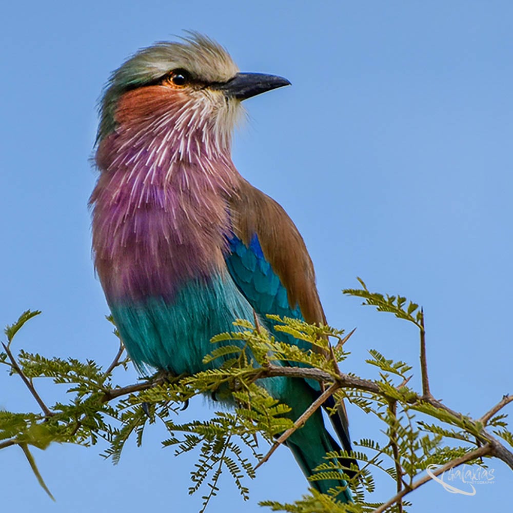 Nature Photography