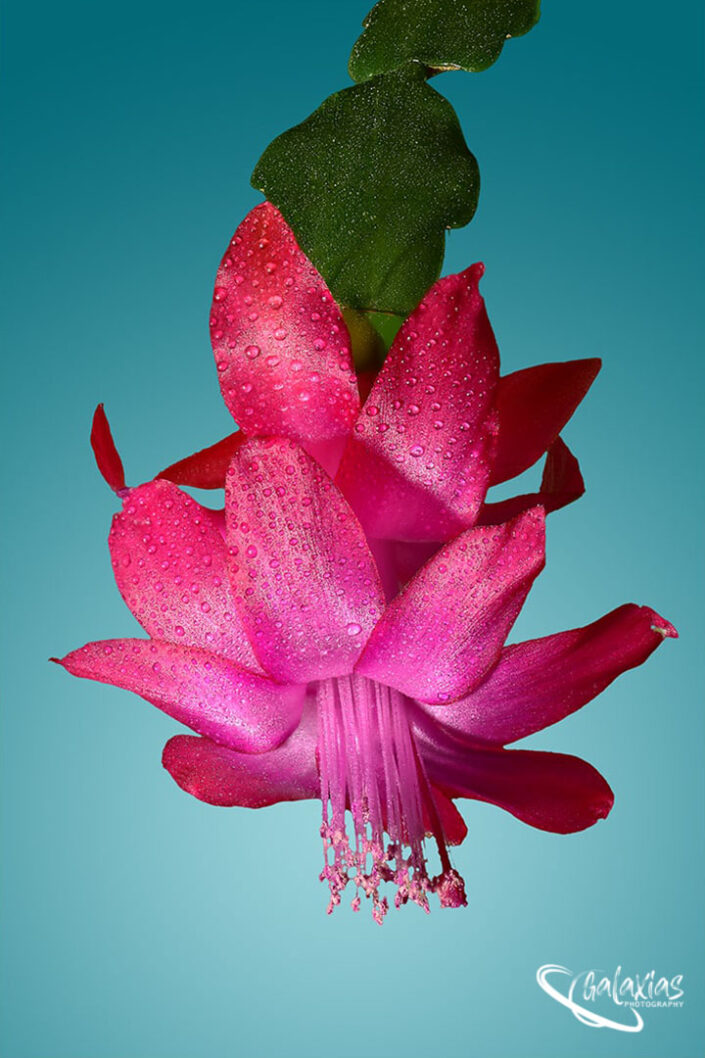 Macro image of a pink flower
