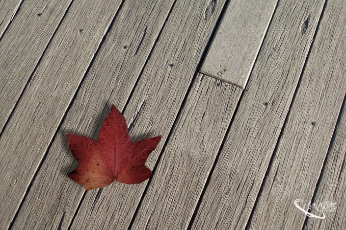 Maple tree leave on a wooden deck in autumn
