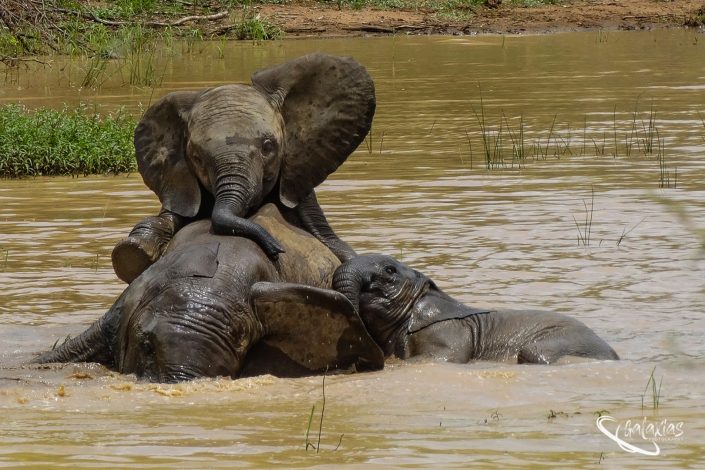 Elephants taking a bath